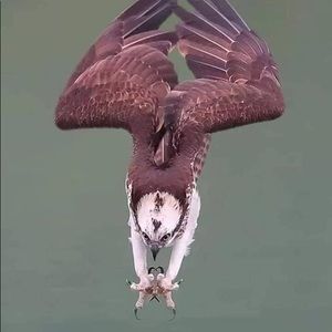 Meet your Posher, Muhammad